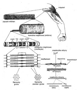 Rozciąganie - struktura mięśnia