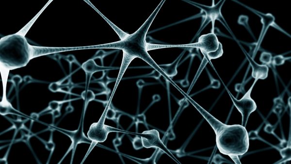 Układ nerwowy to skomplikowana sieć połączeń pomiędzy poszczególnymi komórkami. Którą drogą popłynie informacja?